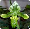 Paph. venustum album